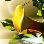 calla_2